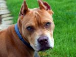 Pitbul pohrýzol iba ročné dievčatko do tváre