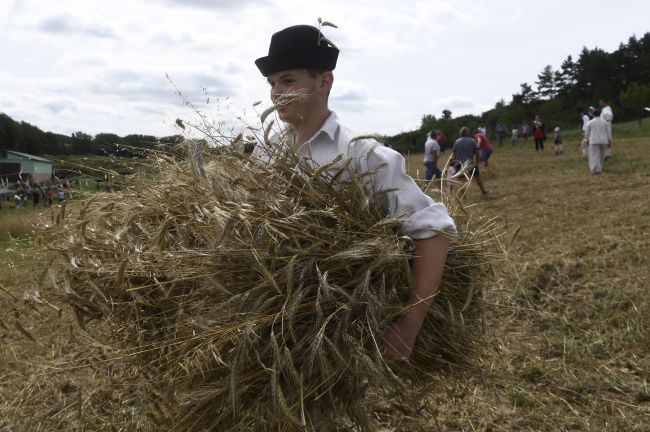 Keď na počiatku septembra prší, bude nasledujúceho roku hojnosť zbožia