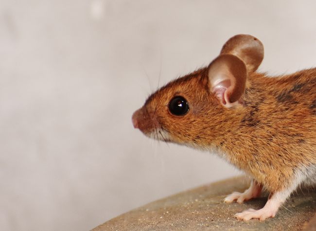 10 efektívnych domácich spôsobov, ako sa zbaviť potkanov rýchlo a jednoducho