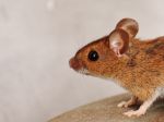 10 efektívnych domácich spôsobov, ako sa zbaviť potkanov rýchlo a jednoducho