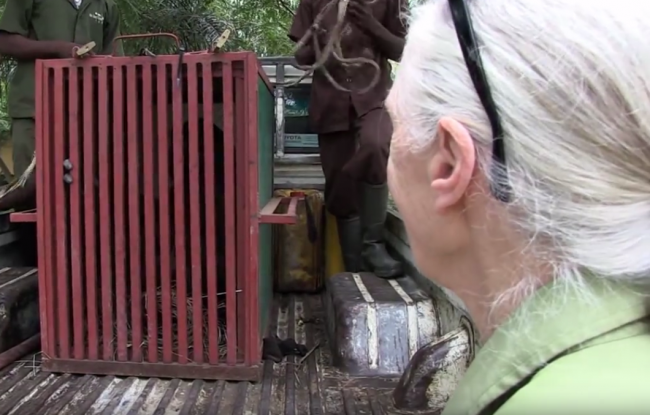 Video: Ochranári vypustili šimpanza do prírody. Ich rozlúčka dojala internet
