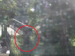 Video: Muža vážne zranila medvedica. Videozáznam ukázal, ako sa to stalo