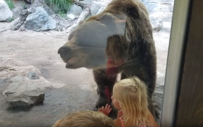 Video: Medveď dal návštevníkom zoo lekciu, akú asi nečakali