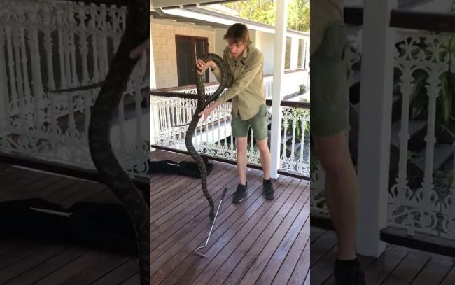 Video: Obrovský had spôsobil zvrat v odchyte