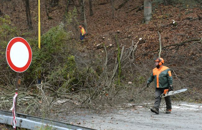 NRSR: Obce by mohli použiť finančnú náhradu za výrub drevín aj na zelené strechy