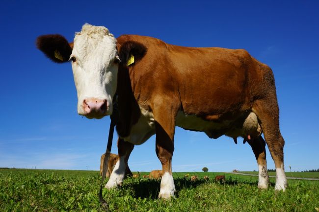 Kampaň Adoptuj si kravičku, ktorá má podporiť spotrebu mlieka, opäť ožíva