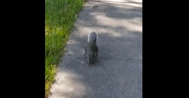 Video: Veverička bez zábran vykonala niečo, čo všetkých vydesilo