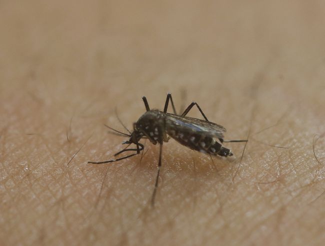 ÚVZ varuje pred cestovaním do tejto krajiny, vyčíňa tu vírus Chikungunya