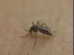 ÚVZ varuje pred cestovaním do tejto krajiny, vyčíňa tu vírus Chikungunya