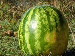 Video: Toto sa stane, keď pridáte sodík do koly, či melóna