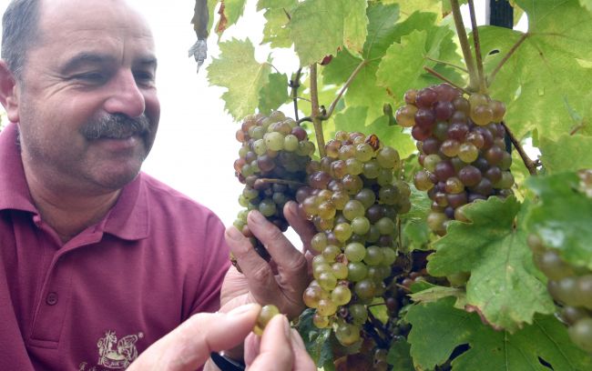 Slovensko má šesť vinohradníckych oblastí
