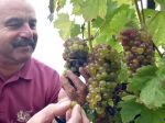 Slovensko má šesť vinohradníckych oblastí
