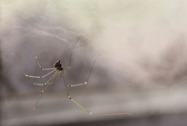 Ako nadobro vyhnať pavúky z domácnosti?