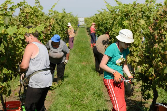 PRIESKUM: Dve tretiny Slovákov si privyrábajú na brigádach a vedľajších úväzkoch