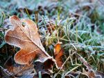 SHMÚ: S prízemným mrazom treba v ďalších dňoch počítať takmer na celom Slovensku