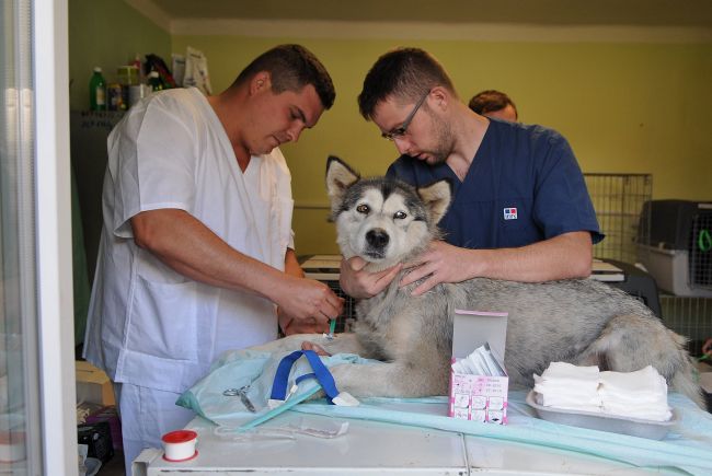 MZ SR: Veterinári dostanú možnosť predpisovať humánne lieky