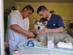 MZ SR: Veterinári dostanú možnosť predpisovať humánne lieky