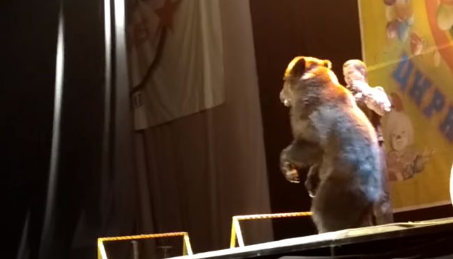 Video: Cirkusové predstavenie s medveďom takmer dopadlo tragicky
