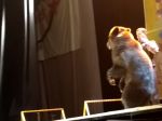 Video: Cirkusové predstavenie s medveďom takmer dopadlo tragicky
