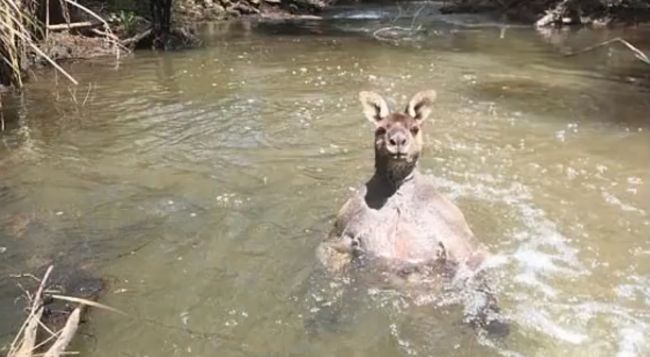 Video: V austrálskej rieke sa kúpala mohutná kengura