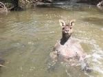 Video: V austrálskej rieke sa kúpala mohutná kengura
