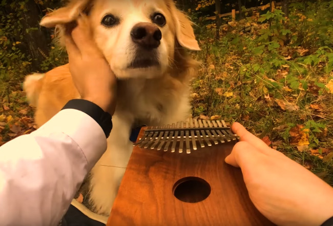 Video: Aj psíkovi na videu učarovala romantická pieseň od Elvisa