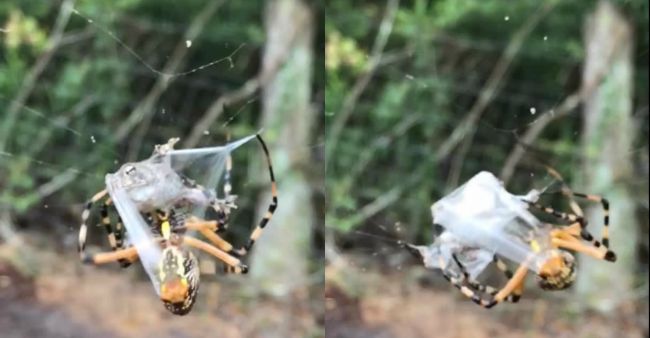 Video: Smrteľne jedovatému pavúkovi sa podarilo ukoristiť netradičný úlovok