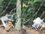 Video: Smrteľne jedovatému pavúkovi sa podarilo ukoristiť netradičný úlovok