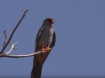 VIDEO: Slovenský sokol Lucky sa stal vo Francúzsku ornitologickou celebritou