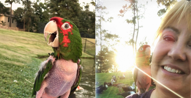 Video: Zachránený papagáj neznášal každého, pokiaľ nestretol tú pravú