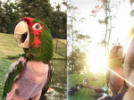 Video: Zachránený papagáj neznášal každého, pokiaľ nestretol tú pravú