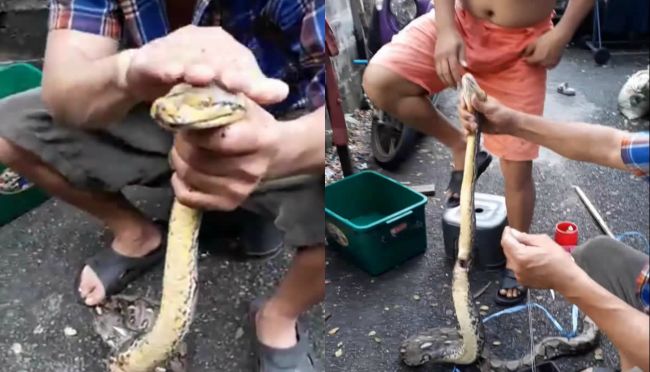 Video: Takto vyzerá zašívanie raneného hada