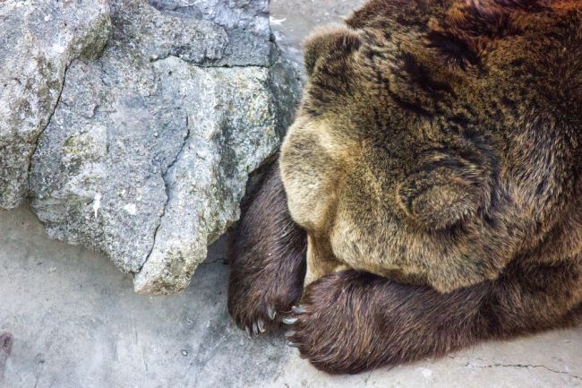 VYSOKÉ TATRY: Mesto opäť žiada o výnimku na odstrel desiatich medveďov