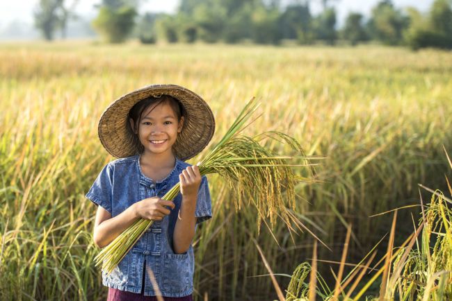Vedkyňa vynašla ryžu, ktorá rastie v slanej vode. Môže nakŕmiť milióny ľudí
