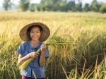 Vedkyňa vynašla ryžu, ktorá rastie v slanej vode. Môže nakŕmiť milióny ľudí