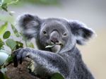 SMUTNÁ SPRÁVA: V Austrálii je 86 kriticky ohrozených druhov