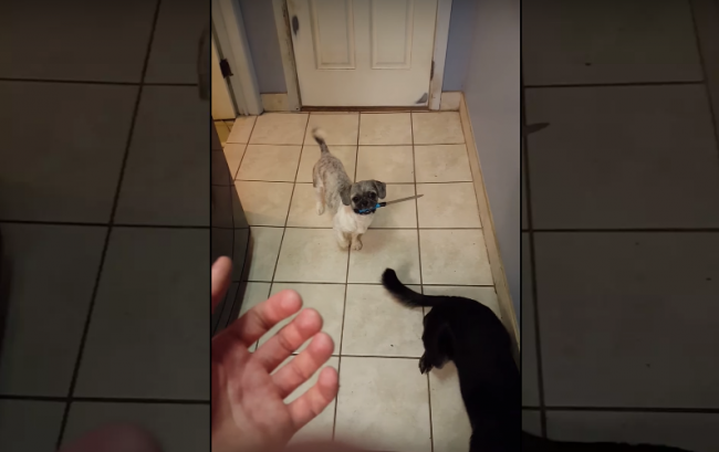 Video: Pes ohrozil svojho majiteľa nožom