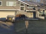 Video: Domácnosti na Aljaške čelia väčšej hrozbe, než sú medvede