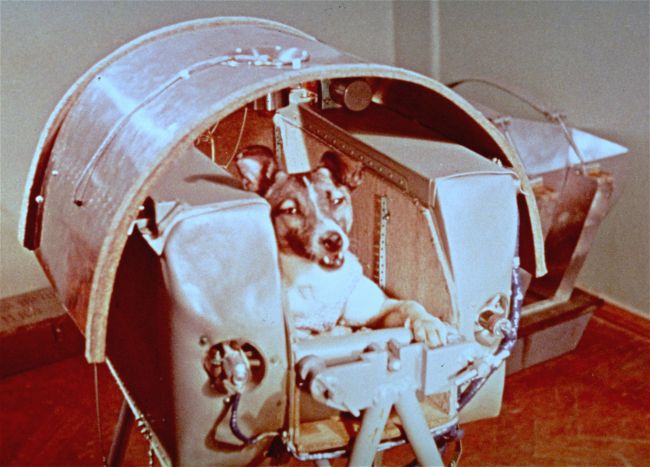 Uplynulo 60 rokov od letu psa Lajky do vesmíru