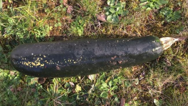 Dôchodca privolal políciu pre obavu, že našiel bombu, no bola to cukina