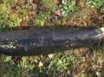 Dôchodca privolal políciu pre obavu, že našiel bombu, no bola to cukina