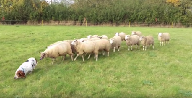Video: Baset sa nechtiac stal ovčiarskym psom. Hoci o to nestojí, ovce ho všade nasledujú