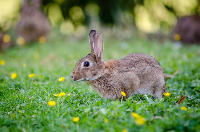 Wideo: Polski rząd radzi ludziom, aby rozmnażali się jak króliki.  Dziś swoim filmem przykuła uwagę świata