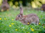 Video: Poľská vláda radí ľuďom, aby sa množili ako králiky. Týmto videom dnes upútala svet