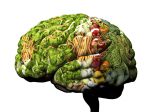 Dve porcie tejto zeleniny dokážu znížiť vek vášho mozgu o 11 rokov