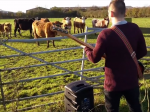 Video: Hra na basgitare má na kravy zvláštny účinok