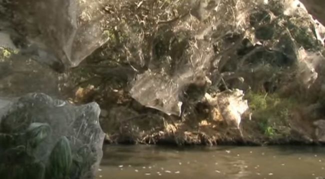 Video: Nič pre arachnofóbov: V tejto džungli kraľujú pavúky