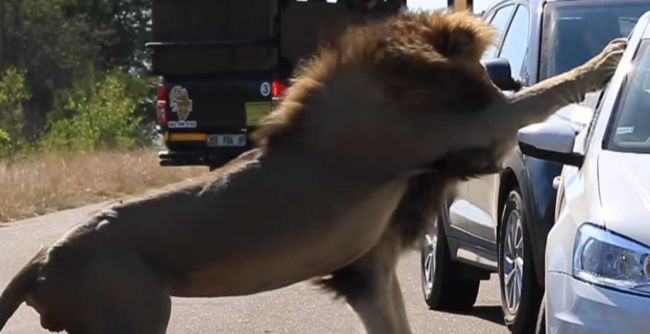 Video: Levica odmietla leva, ten si svoju frustráciu vybil na turistoch