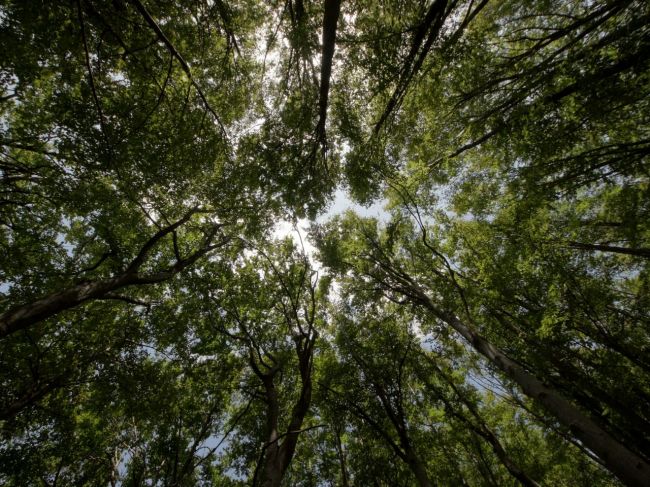 Súdny dvor EÚ nariadil Poľsku zastaviť ťažbu v Bielovežskom pralese