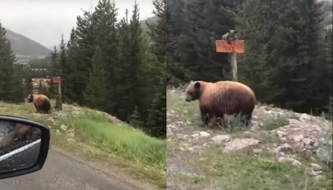 Video: Keby sa takto správali medvede na Slovensku, hneď by sme si ich zamilovali!